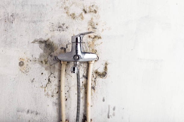 Best Emergency Mold Removal  in Mayo, SC