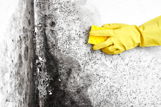 Mold Removal Process in Mayo, SC