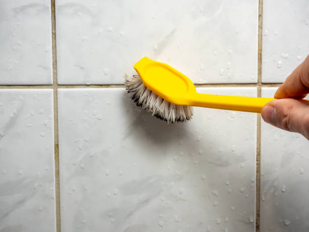 Trusted Mayo, SC Mold Removal Experts