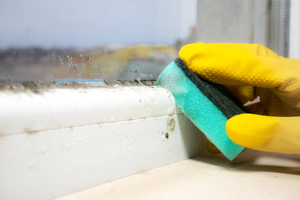 Best Mold Cleaning Services  in Mayo, SC