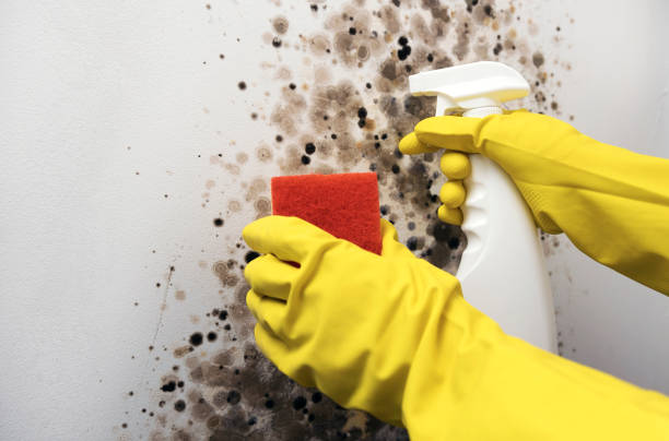 Mayo, SC Mold Removal Company