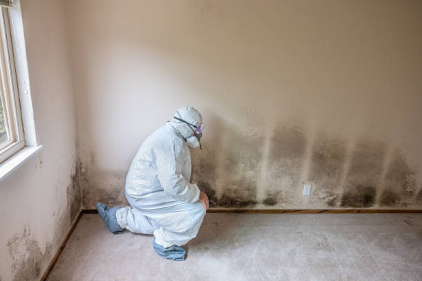 Best Mold Damage Repair  in Mayo, SC